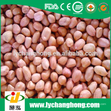 Shandong Raw Cacahuètes